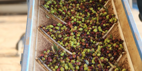 Türkiye, zeytinyağı üretiminde küresel pazarda yeni güç oluyor